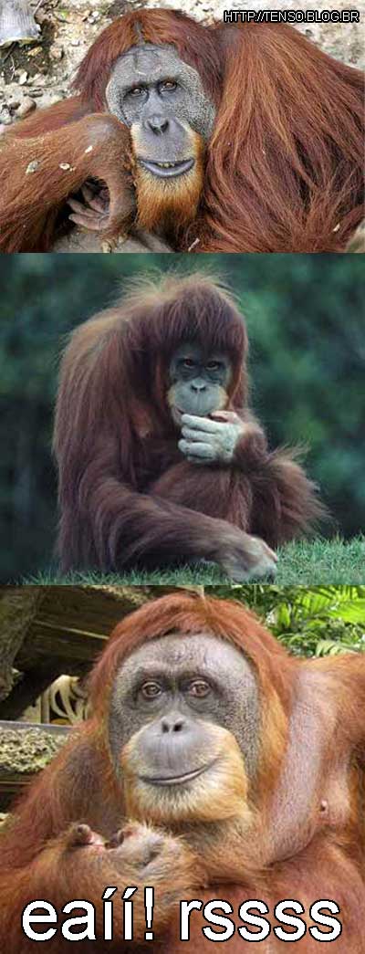 orangotangooos